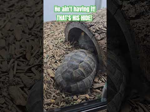 Tortoises can be hilarious! #Tortoise #reptiles #n 