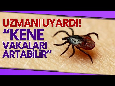 Uzmanından ‘Kene’ Uyarısı: Vakalar Artabilir