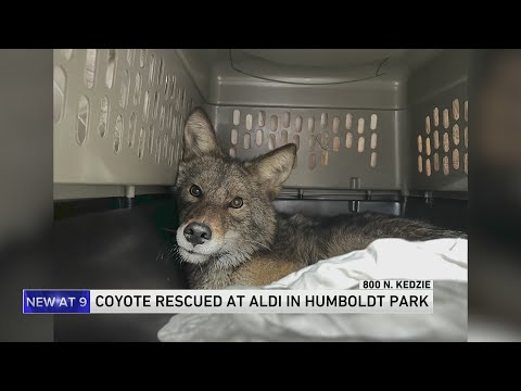 Coyote rescue at Aldi in Humboldt Park