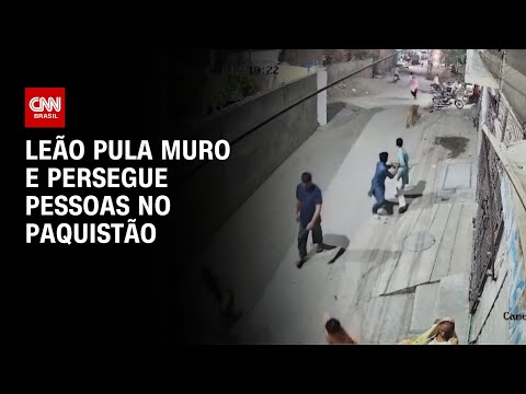 ​Leão persegue pessoas após escapar no Paquistão | BOLETIM CNN