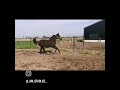 حصان الفروسية Gave dressuur schimmel merrie jaarling VIDEO