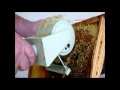 Пчеловодство: 