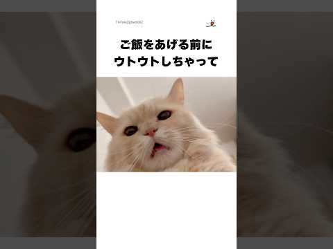 猫の動画サムネイル - このあと、しっかりご飯をあげました🙇‍♂️｜PECO