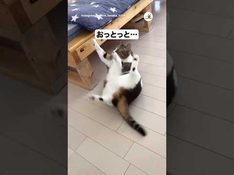 おっとっと猫PECOのかわいい癒し動画 サムネイル