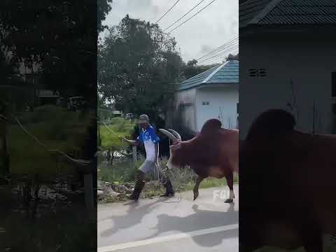 Animals Being Goofs Daily Dose of Funny #funny #animals #shorts