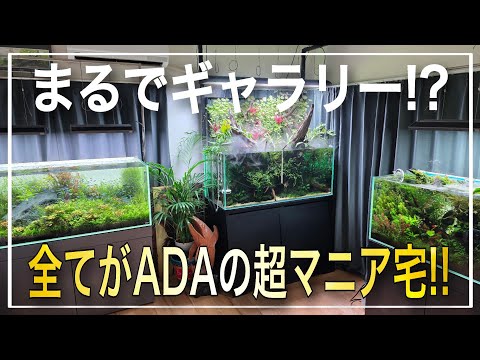 【衝撃映像】全てがADAで統一されたギャラリーのような夢のアクアリスト邸宅に潜入‼　ルームツアー　aquarium　アクアリウム　熱帯魚　水槽　水草　流木　テラリウム　海水水槽