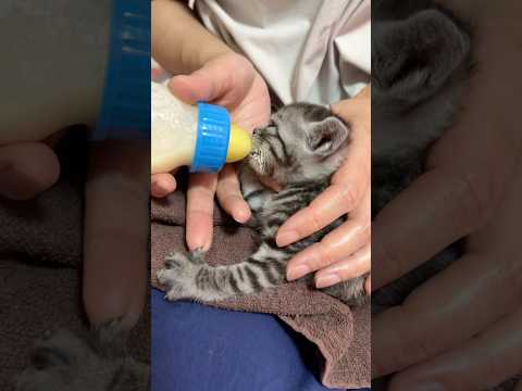 癒しと笑顔を誘う子猫のかわいいチュパチュパ動画 サムネイル
