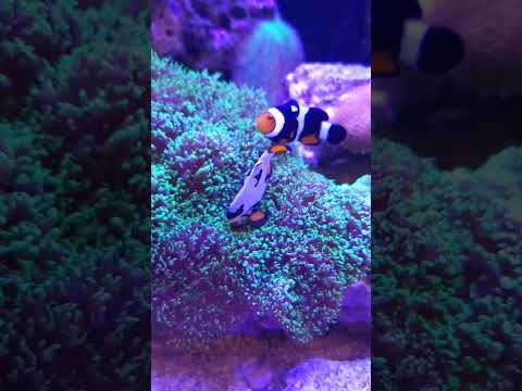 Percula Clownfish Check on their Eggs 