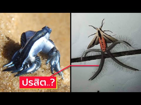 10-สิ่งมีชีวิตสุุดแสนประหลาด-ท 10-สิ่งมีชีวิตสุุดแสนประหลาด-ท