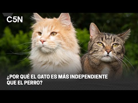 ¿POR QUÉ el GATO es MÁS INDEPENDIENTE que el PERRO?