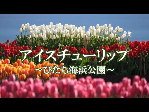 アイスチューリップ ～ひたち海浜公園～ ／ Ice tulips blooming in Hitachi Seaside Park