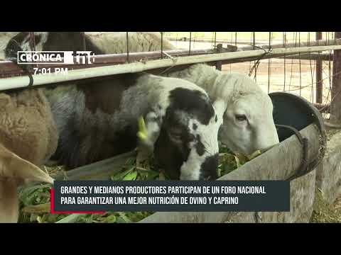 INTA organiza Foro Nacional para mejorar la nutrición de ovejas y cabras con nuevas tecnologías