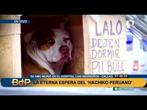 Lalo, el Hachiko peruano que espera a su dueño fallecido, se resiste a abandonar hospital Negreiros