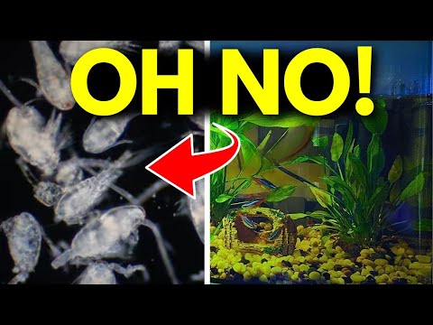 Species Signs Something Is Wrong With Your Tank Here are signs from various species in your tank that tell you there are problems with your tank bef