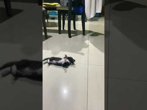 My dad with the pet he didn't want 😅 (🎥: ViralHog)