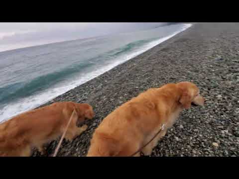 犬の動画サムネイル - 翡翠海岸で遊ぶ#ゴールデンレトリバー親子