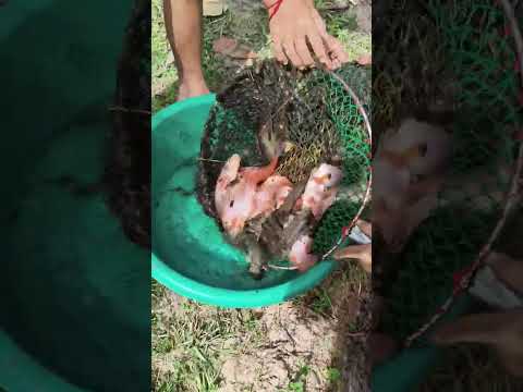 เกษตรกรรมทำให้เรามีกินไม่อดไม่อยากจ้า #เกษตรกรรมยั่งยืน #คลองไส้ไก่ #canal #nature #automobile