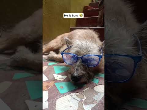 He is wearing 🕶️🤓 #please_subscribe_my_channel #song #viewskaisebadhaye #puppy #puppy