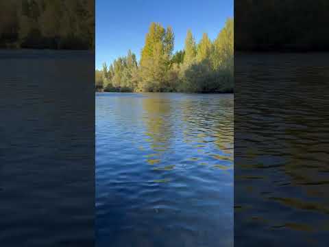 One last Spanish brown trout! #fishing #flyfishingonly