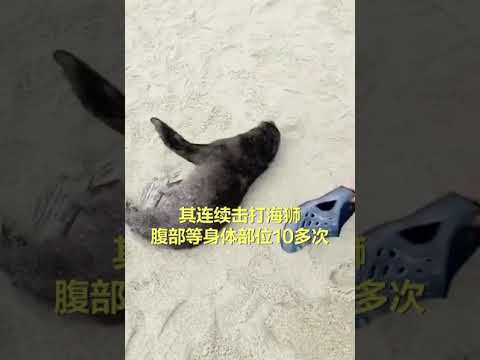 Turista golpea repetidamente a un león marino bebé dormido en una playa