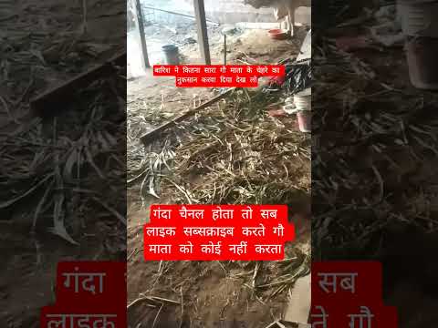 बारिश ने कितना सारा गौ माता के चेहरे का नुकसान करवा दिया देख लो #100millon #cow #motivation