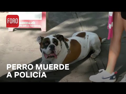 Perrito Muerde a Policía en la Gustavo A. Madero - A Las Tres