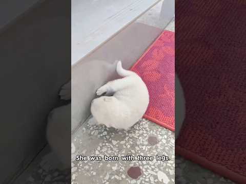 Three legs puppy ，she touched my heart 🥹❤️🐶🐾#puppy #dog #brave #inspiring