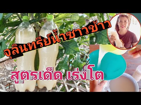 จุลินทรีย์น้ำซาวข้าวเร่งโตใบ