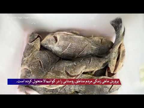 پرورش ماهی زندگی مردم روستایی را در گواتیمالا متحول کرده است