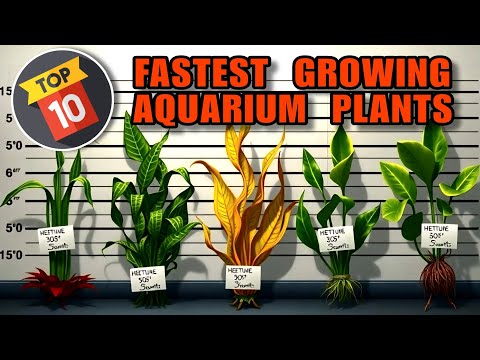 The Top Ten Fastest Growing Aquarium Plants! Remov Join us on Fishtory!  Discord
https_//discord.gg/fTB6FHKHPf

The BRAND NEW FISHTORY DISCORD_
All my 