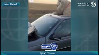 سائق يصدم حمار على طريق سفر