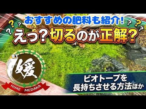 メダカのビオトープを長期間美しく保つ秘訣!トリミングと肥料のコツ【媛めだか】