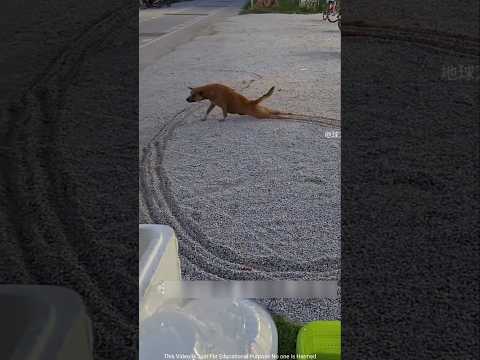 Some facts that are currently going viral on the internet ?