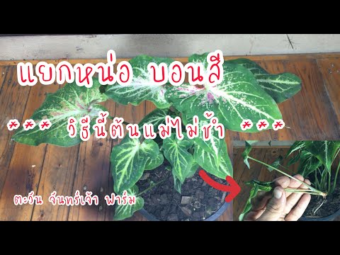 แยกหน่อ-บอนสี-วิธีนี้ต้นแม่ไม่ แยกหน่อ-บอนสี-วิธีนี้ต้นแม่ไม่