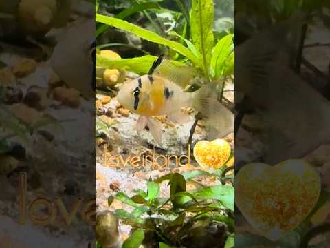 BABIES! Bolivian Ram Cichlids -  🥰 #fish #aquar 