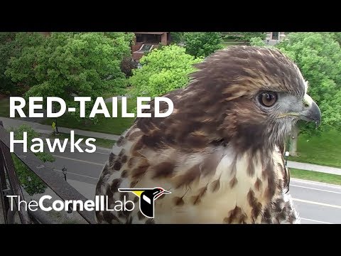 Cornell Lab Bird Cams | Cornell Lab Bird Cams Cornell Lab Bird Cams