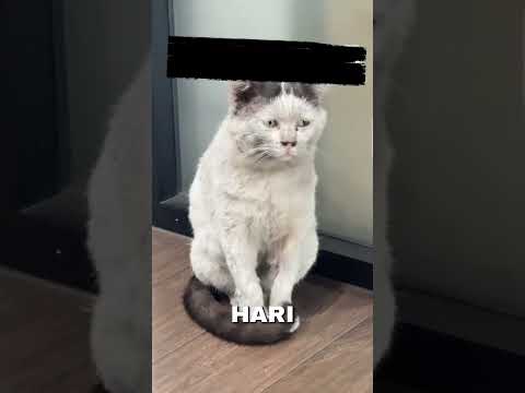 terharu kucing jalanan ini sangat kotor dan tidak terawat ! #short#feed#shortfeed#shorts#kucing