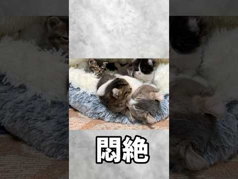 やめろ！可愛すぎて悶絶するw
