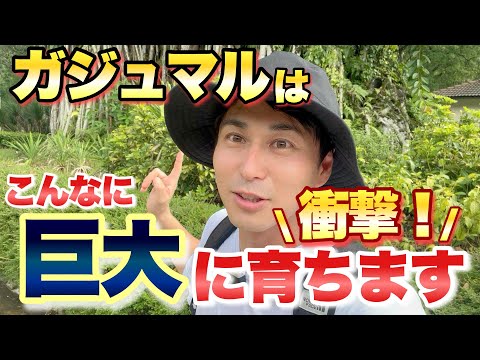 【衝撃!】人気の観葉植物 ガジュマルはこんなに巨大に育ちます【育て方】【園芸】【ガーデニング】 【マレーシア】