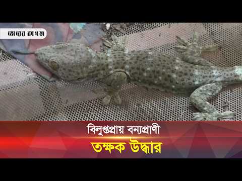 বিলুপ্তপ্রায় বন্যপ্রাণী তক্ষক উদ্ধার || Bhorer kagoj live