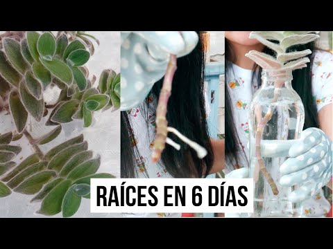 REPRODUCIR CON AGUA Y CON TIERRA | TRADESCANTIA SILLAMONTANA | MILICIENTA