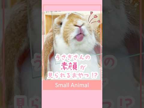 【🐰いろんなお顔が楽しめるペーストおやつ⁉】「すりおろし」シリーズは”かたさ”にもこだわり👀✨だから透明な板に出してあげることもできちゃいます！？うさぎさんの本気のぺろぺろ、ぜひ見てください！