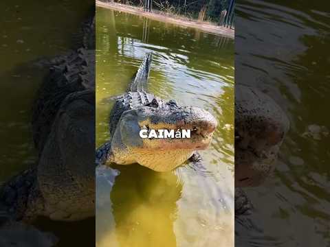 Cocodrilo vs Caiman 🐊 #curiosidades #animales #cocodrilo #caiman #diferencias #vs #top #yt #shorts