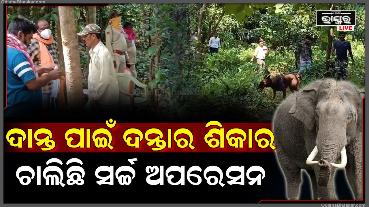 ଦାନ୍ତ ନେବା ପାଇଁ ଜଙ୍ଗଲରେ ହାତୀକୁ ମାରିଦେଲେ ଦୁର୍ବୃତ୍ତ । ଦନ୍ତାର ଦାନ୍ତକୁ ନେଇ ଚାଲିଗଲେ