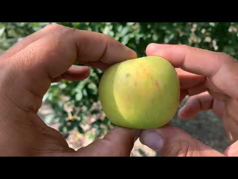 Lamb Abbey Pearmain Apple Tasting