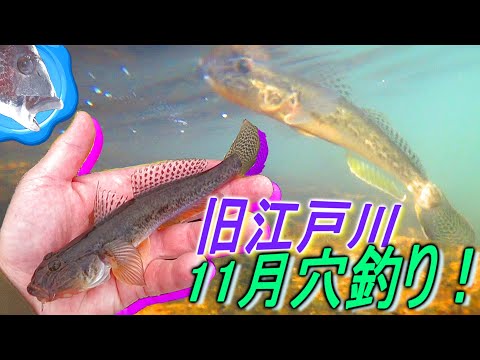 【旧江戸川マハゼ】高温の影響か？ウロハゼ混じる秋の穴釣り!!【goby】