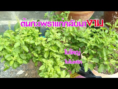 ต้นกะเพราแก่กลับมางามใบเขียวใบ ต้นกะเพราแก่กลับมางามใบเขียวใบ