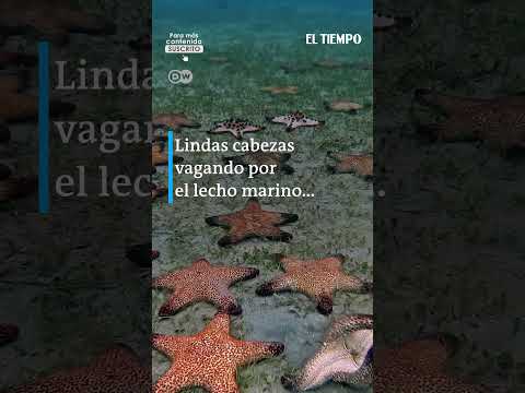 Sorprendente descubrimiento sobre estrellas de mar | El Tiempo