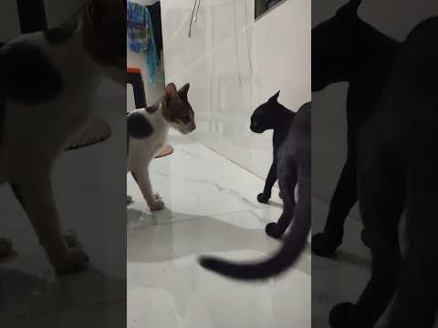 Face off #catvideos #cat #kitty #pet #cutekitty #kitten #kittycat #cutecat #catsoftiktok