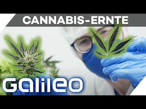 „Alles riecht nach Gras“: 2 Tage bei der Cannabis-Ernte | Galileo | ProSieben